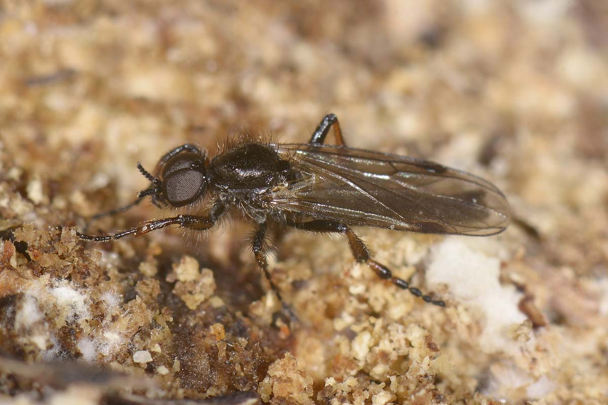 Bibio femoralis o Johannis?